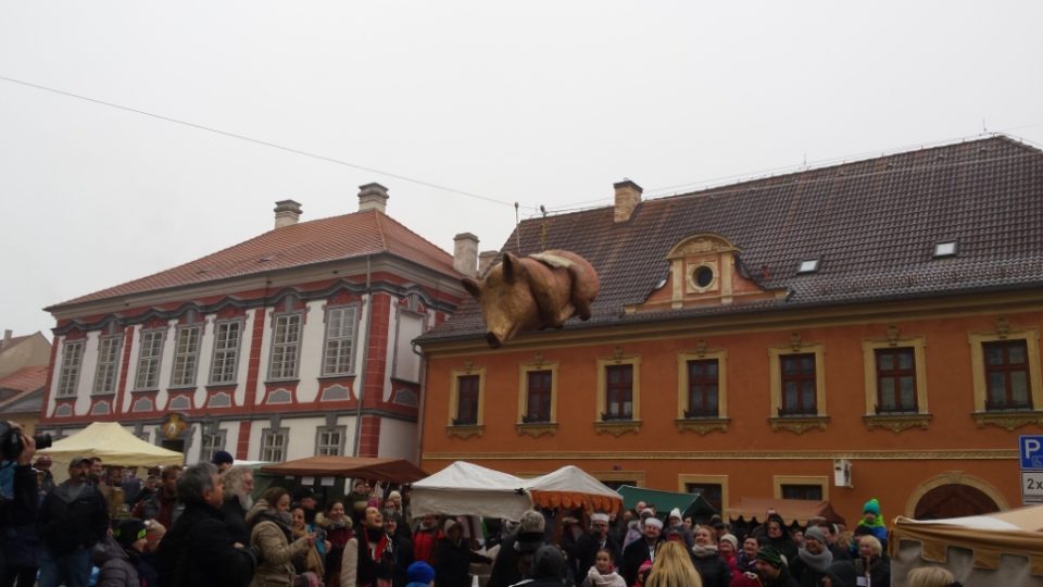 V Úštěku zase po roce sletělo prase z úřadu. Dobroty z břicha ale pustit nechtělo