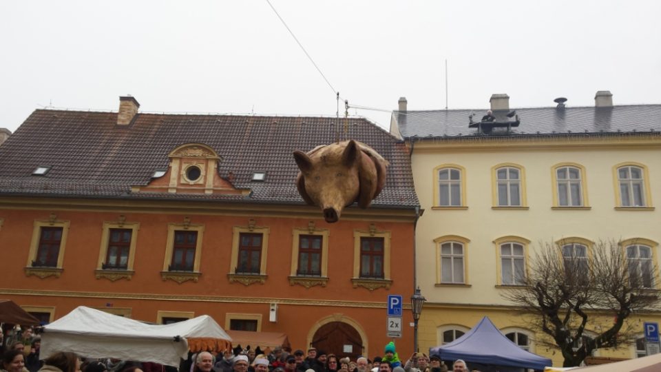 V Úštěku zase po roce sletělo prase z úřadu. Dobroty z břicha ale pustit nechtělo