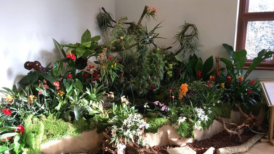 Výstava orchidejí a dalších exotických rostlin v Jihočeském muzeu