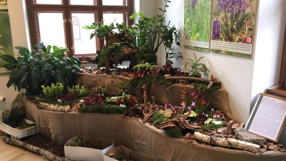 Výstava orchidejí a dalších exotických rostlin v Jihočeském muzeu