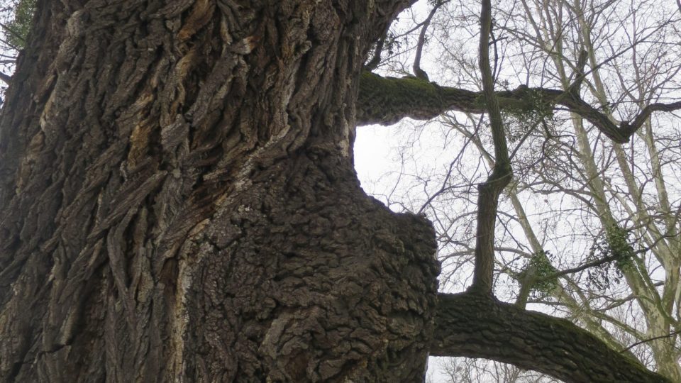 Kvasický ořešák teď získává hlasy i v evropské soutěži