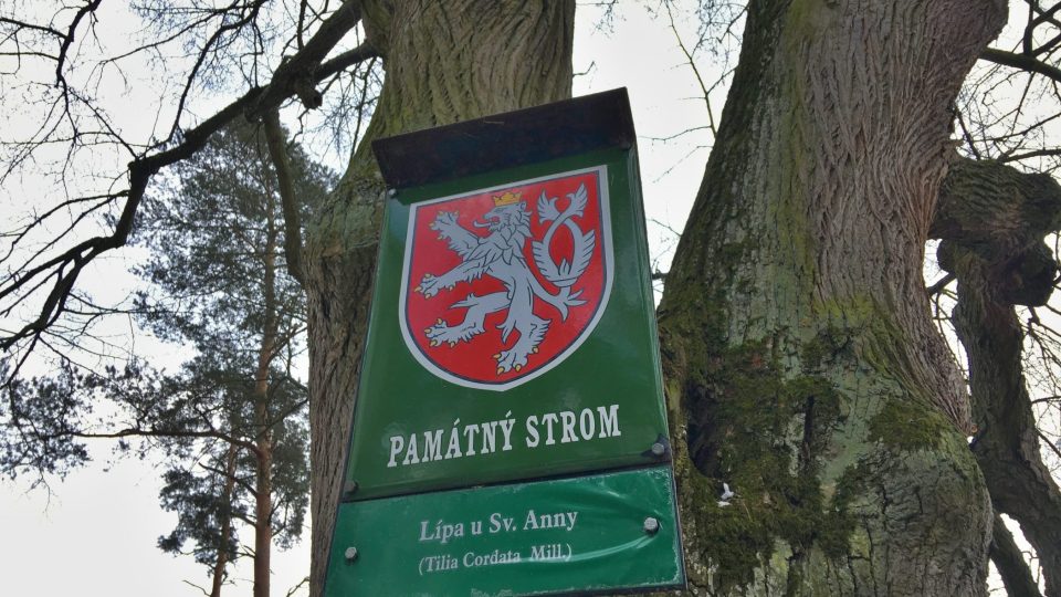 Minete i památný strom