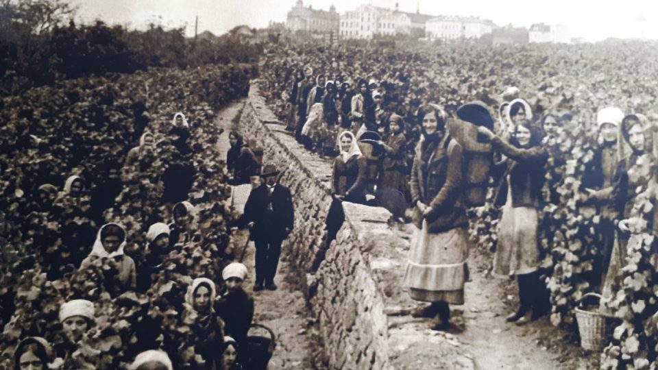 Vinařství má na Mělnicku dlouholetou tradici. Vinařské slavnosti zde pořádali Sokolové už v roce 1911