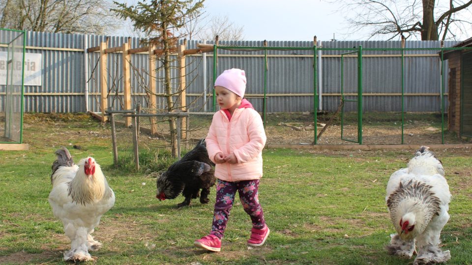 V Pohádkové zahradě v Pardubicích nechybějí ani okrasní kohouti