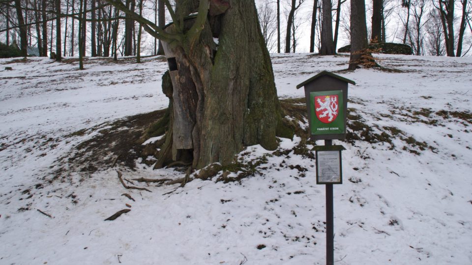 Památná lípa na promenádě pamatuje ještě dobu kdy byl Gräfenberg je zemědělskou vesničkou