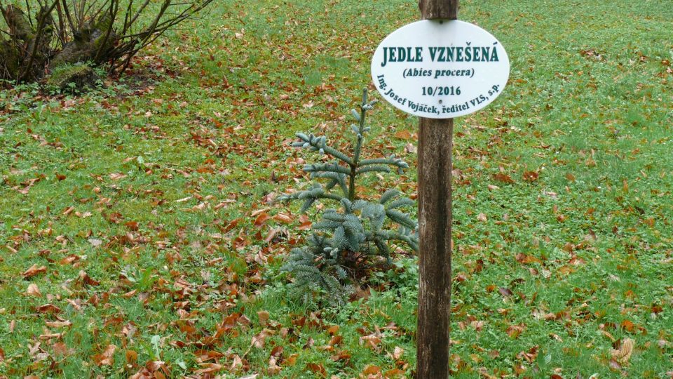 Jedle vznešená byla zasazena v roce 2016