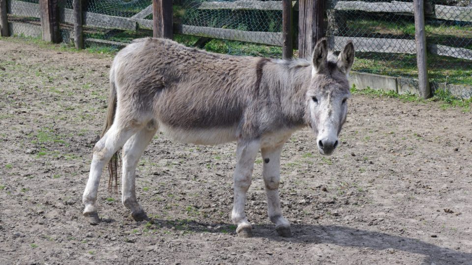 Osel patří k místním vítačům. jeho hlas se ozve vždy, když přijde někdo nový