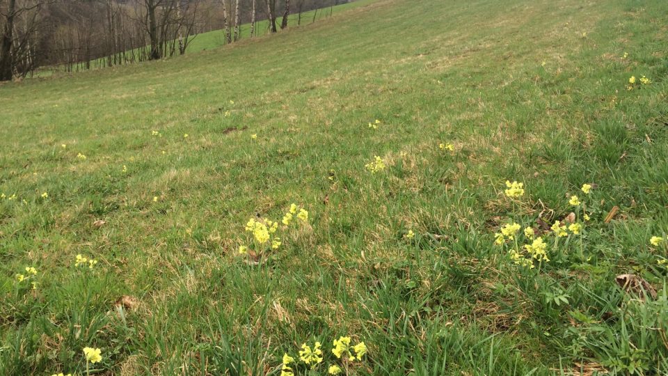 Brzké jaro v okolí Čenkovičky, louka brzy rozkvete pestrobarevnými květinami