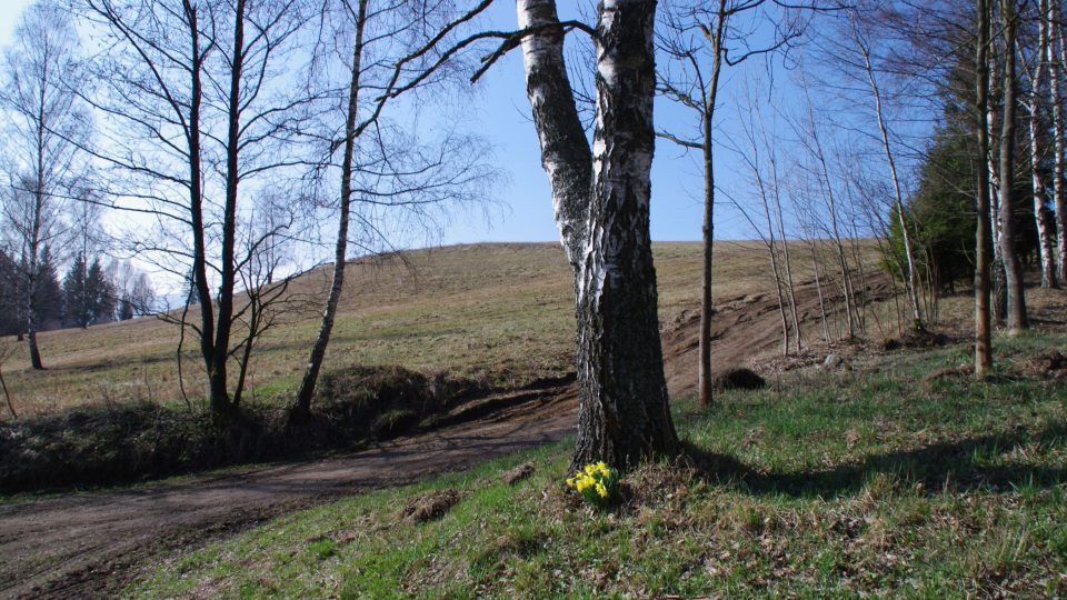 Uprostřed ničeho jako svědek dávné obce vykvétají rok co rok zplanělé narcisy