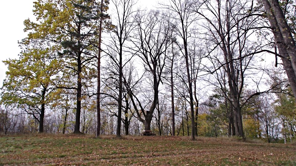 Vrchol kopce Hřib nad Javorníkem je nejvyšším místem ostrohu, na kterém stojí i zámek Jánský vrch