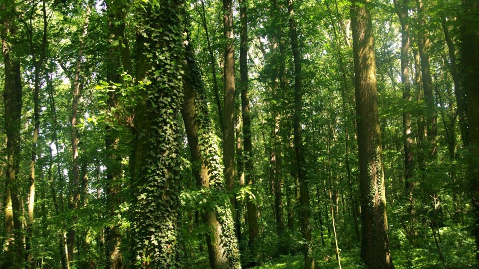 Hořiněveský les je působivým místem, na které se nezapomíná