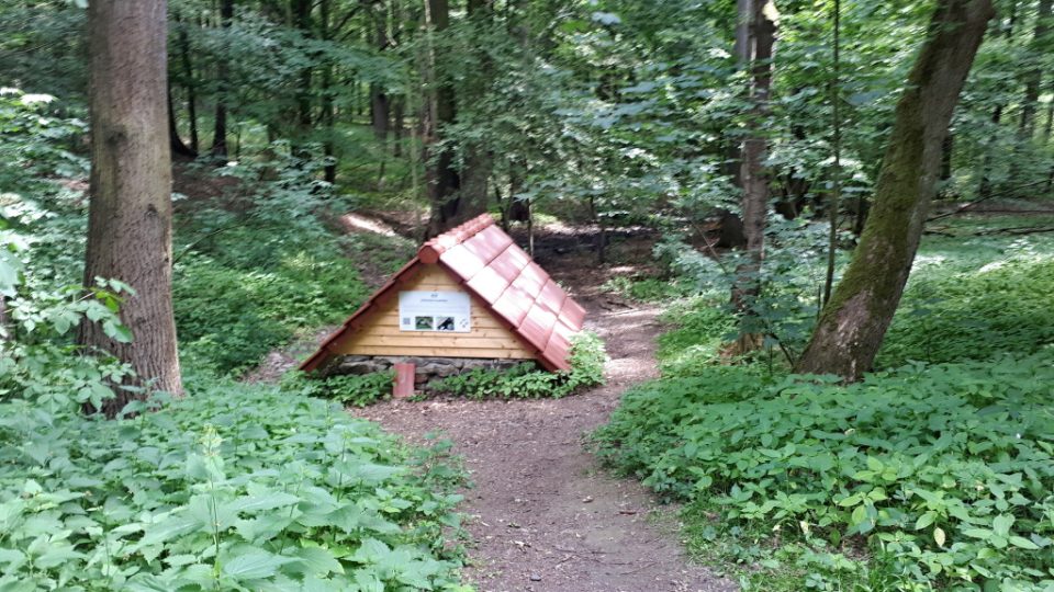 Květnická studánka v lese