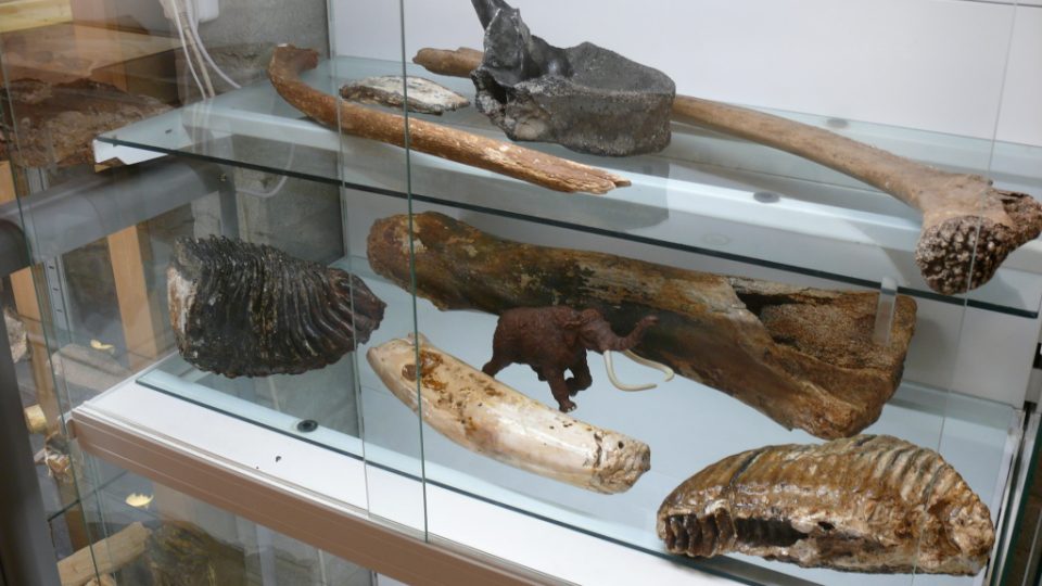 Čtvrtohorní nálezy v Muzeu fosílií