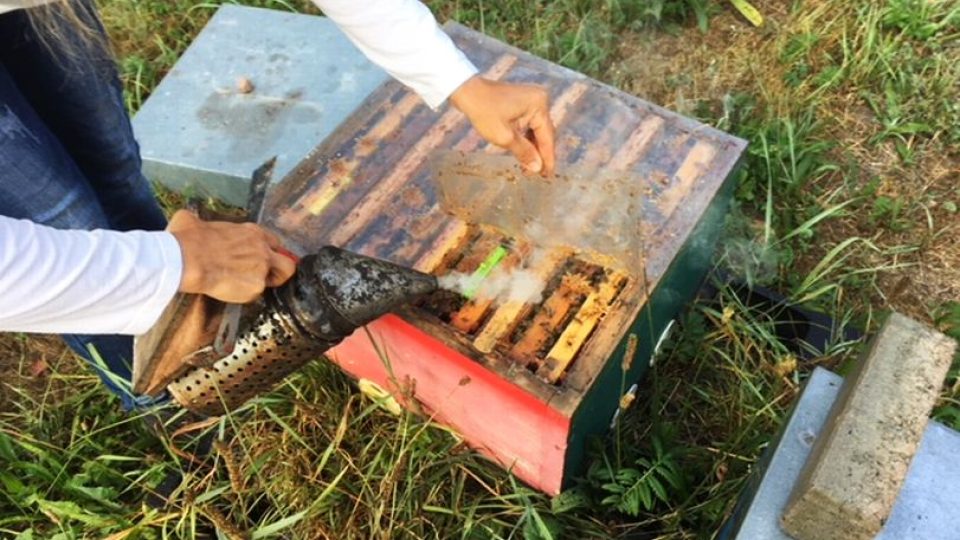 Hodně zajímavou sezónu hlásí včelaři na Náchodsku