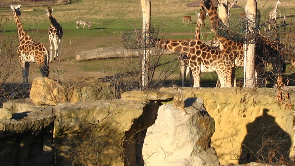 Africký dům, Zoo Praha