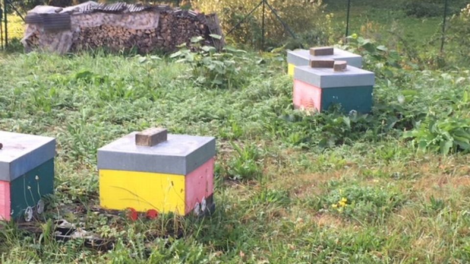Hodně zajímavou sezónu hlásí včelaři na Náchodsku