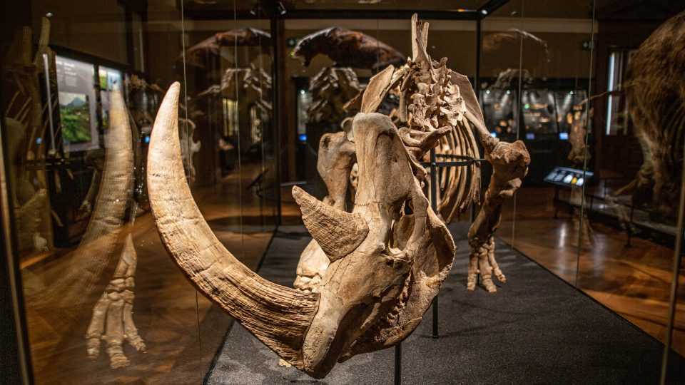 Originální kostra nosorožce srstnatého