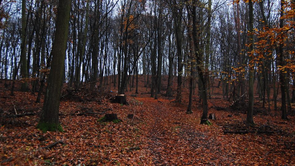 Vrcholová partie, žlutá trasa na vrch Hradiště