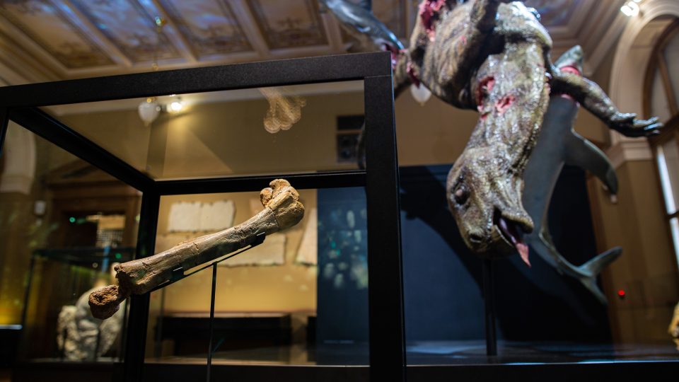 Z kosti dinosaura dokázali odborníci vyčíst jeho podobu i to, že jeho kosti okousávali žraloci