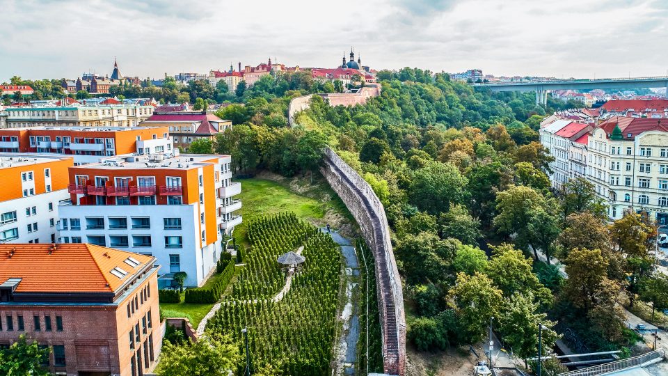 Vinice Albertov. Jedna z nejmladších pražských vinic byla v roce 2009 vysazena v rámci výstavby apartmánů Albertov do sousedství středověkých novoměstských hradeb