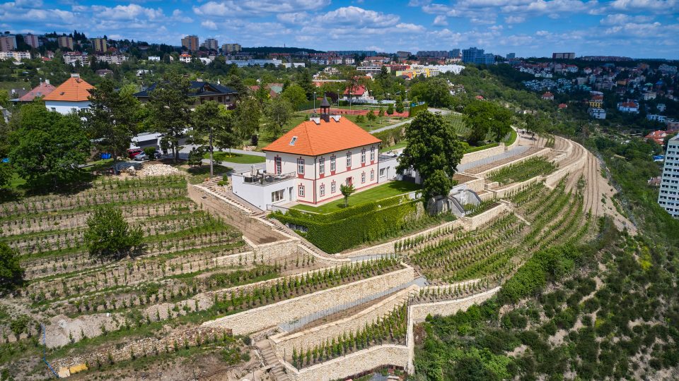 Nově vysazená vinice obkružuje zámeček Jabloňka na vršku trojského Černého kopce