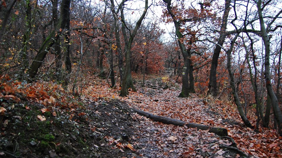 Přirozená krása listnatého lese, žlutá trasa na vrch Hradiště