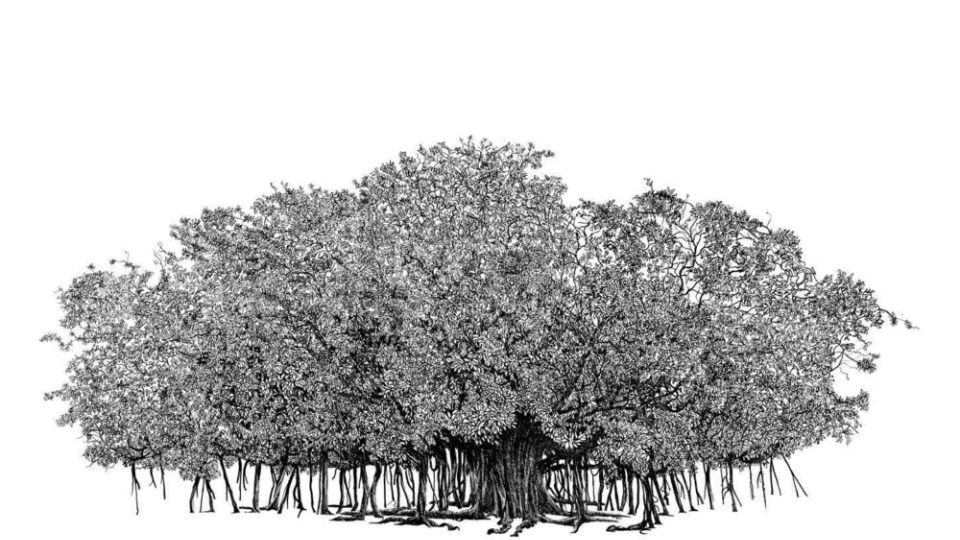 Ilustrace z publikace L’Architecture des arbres