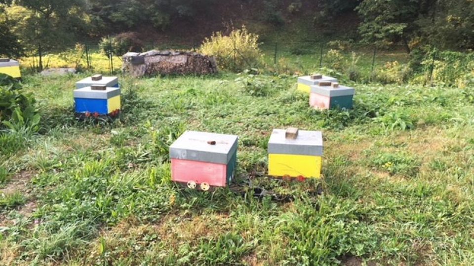 Hodně zajímavou sezónu hlásí včelaři na Náchodsku