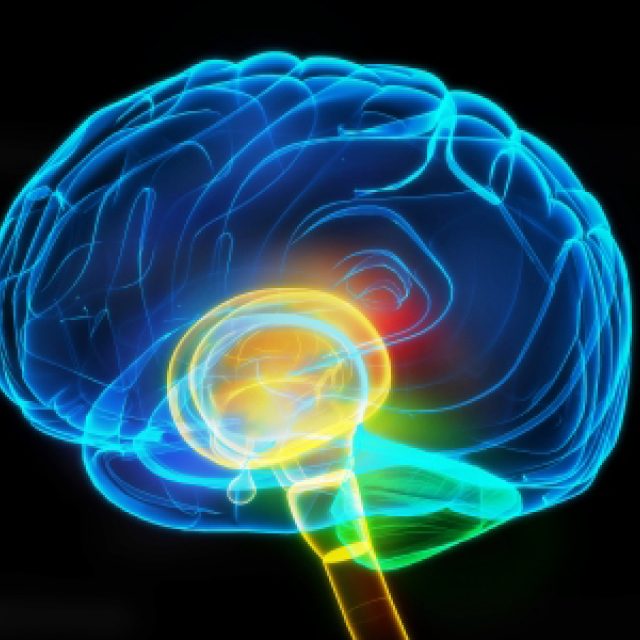 Lidský mozek | foto: Free Digital Photos