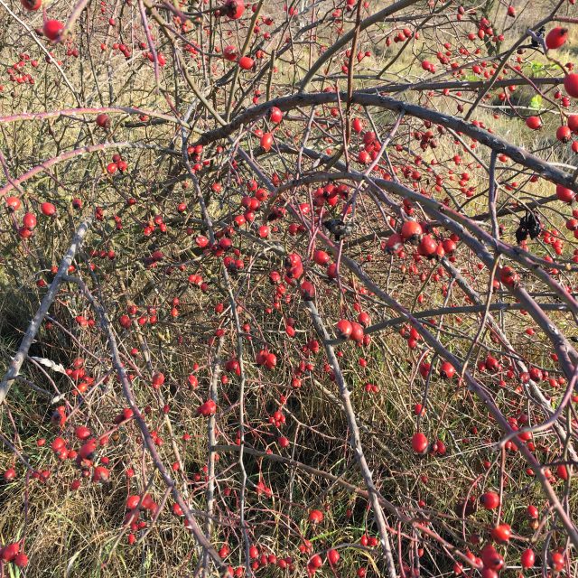 Šípkový keř na podzim | foto: Petr Borkovec