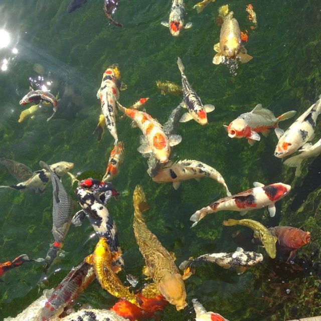 Koi kapři | foto: Libor Hrubý