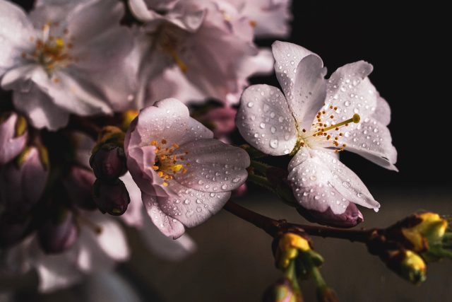 Stíny jara  (ilustrační foto) | foto: Pixabay