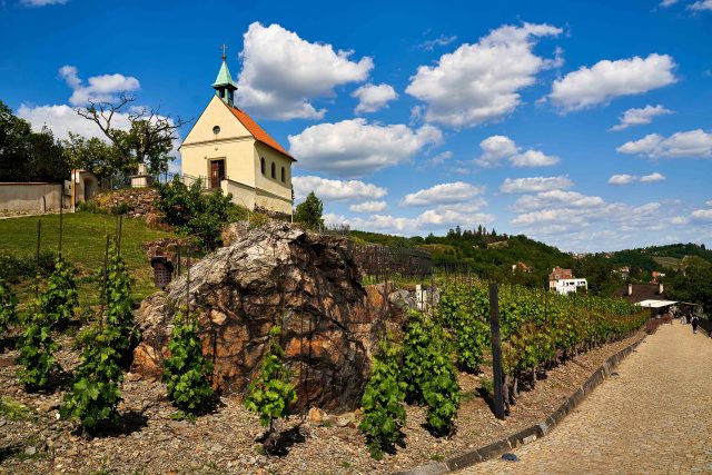 Trojská vinice sv. Kláry se tyčí nad areálem Trojského zámku | foto: Pavel Vítek,  R. V. V. Studio