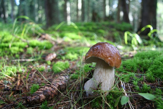 Hřib,  les,  houba | foto: Jan Dvořák,  Správa NP Šumava