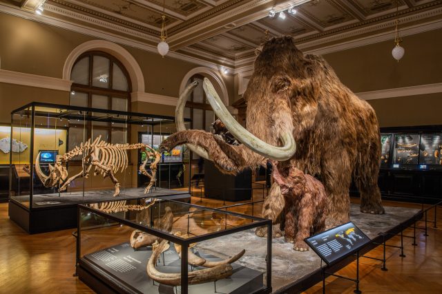 Model mamutice srstnané s mládětem dominuje sálu čtvrtohor | foto: Jakub Šedý,  Národní muzeum