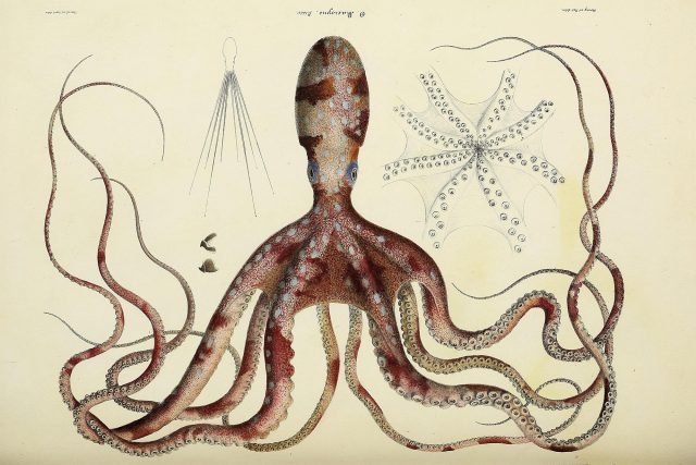 Chobotnice ze sekce Natural,  general and specific history of living acetabuiferous cephalopods,  and fossils | foto: Biodiversity Heritage Library,  CC0 1.0