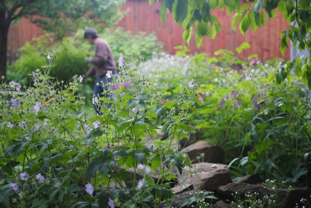 V dobře opečovávané zahradě člověk formuje přírodní síly,  zároveň s tím naslouchá jejich potřebám a životní dynamice | foto: Helena Pánková