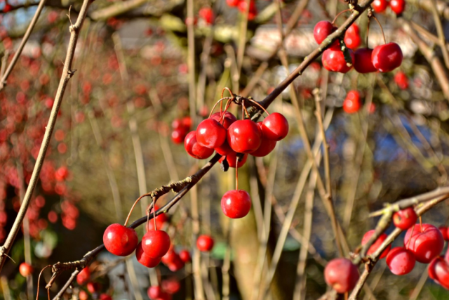 Višně | foto: pxhere,  CC0 1.0