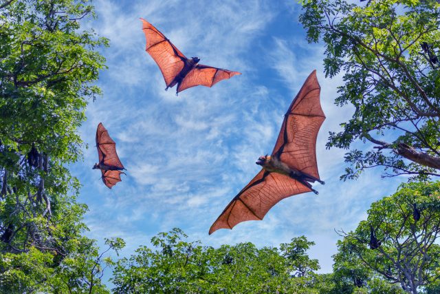 Netopýři | foto: Shutterstock