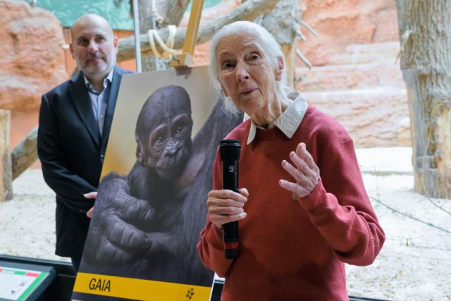 Jane Goodallová udělila samičce gorily nížinné narozené 12. dubna v Zoo Praha jméno Gaia | foto: Petr Hamerník,  Zoo Praha