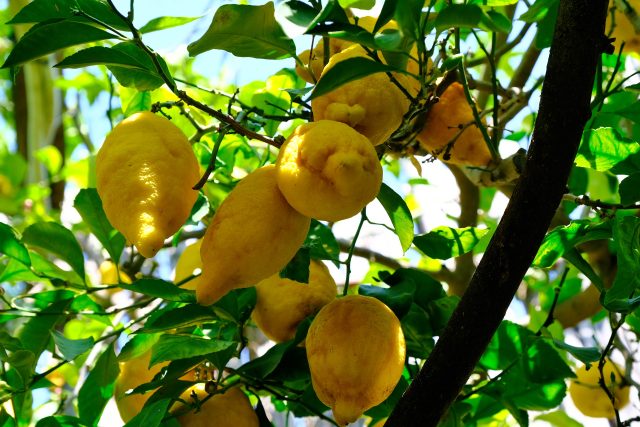 Pěstování citrusů | foto: Dagmar Heřtová,  Český rozhlas